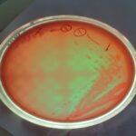 Isolation and identification of E. coli and Salmonella spp