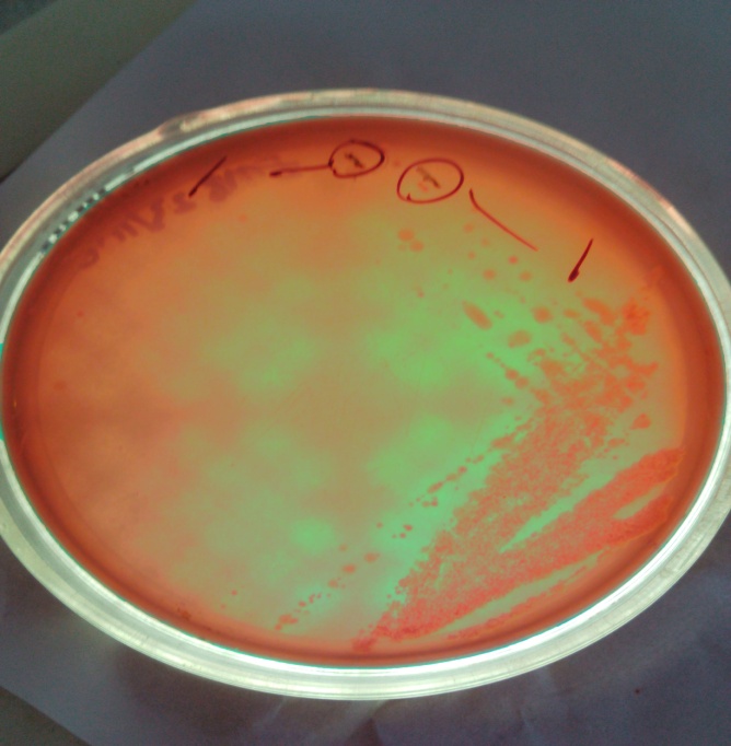 Isolation and identification of E. coli and Salmonella spp